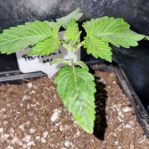 CG - El valle haze growlog timeline photo