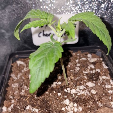 CG - El valle haze growlog timeline photo