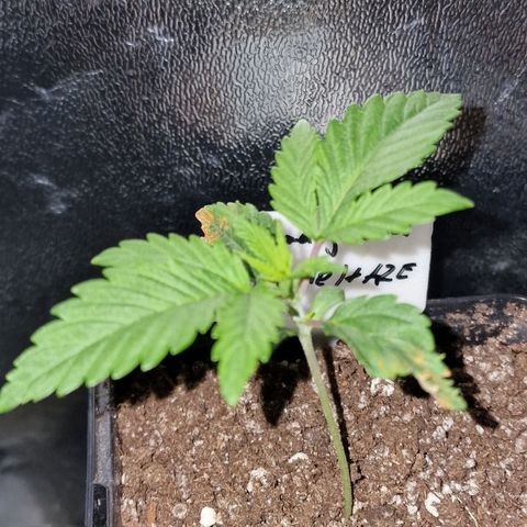 CG - El valle haze growlog timeline photo