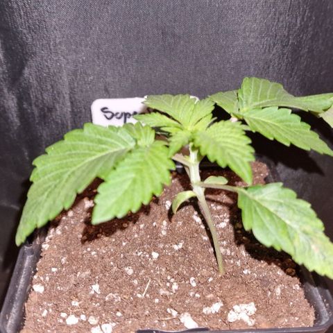 CG - El valle haze growlog timeline photo
