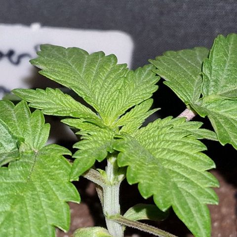 CG - El valle haze growlog timeline photo