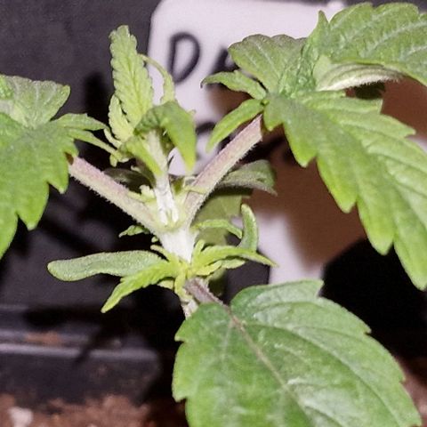 CG - El valle haze growlog timeline photo