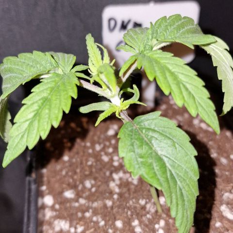 CG - El valle haze growlog timeline photo
