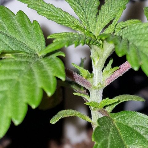 CG - El valle haze growlog timeline photo