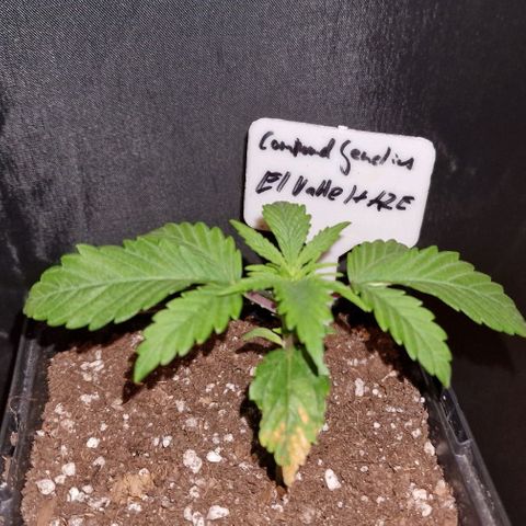 CG - El valle haze growlog timeline photo