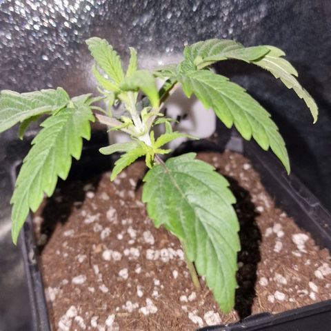 CG - El valle haze growlog timeline photo