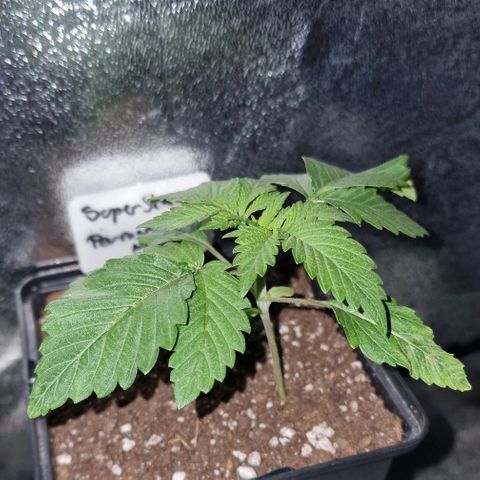 CG - El valle haze growlog timeline photo