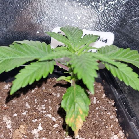 CG - El valle haze growlog timeline photo