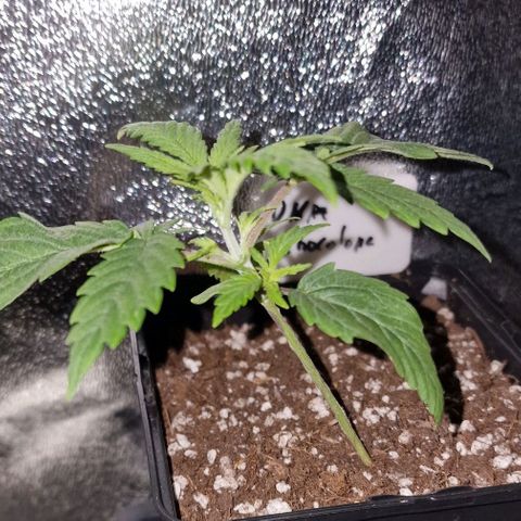 CG - El valle haze growlog timeline photo
