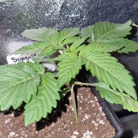 CG - El valle haze growlog timeline photo