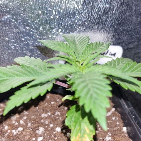 CG - El valle haze growlog timeline photo