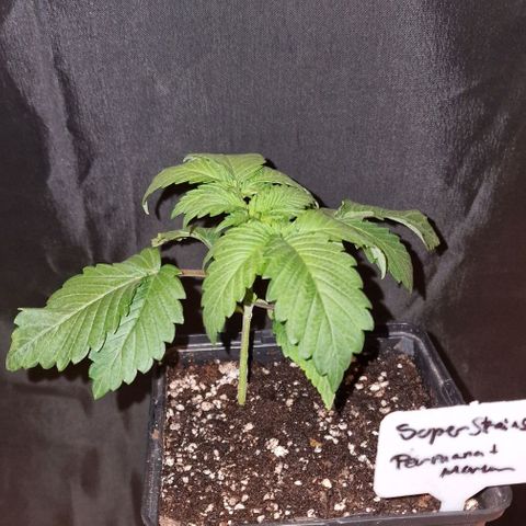 CG - El valle haze growlog timeline photo