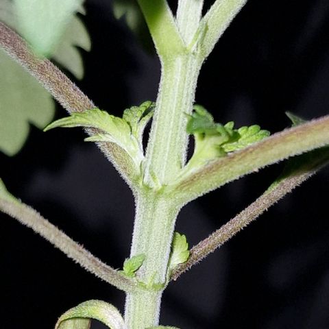 CG - El valle haze growlog timeline photo