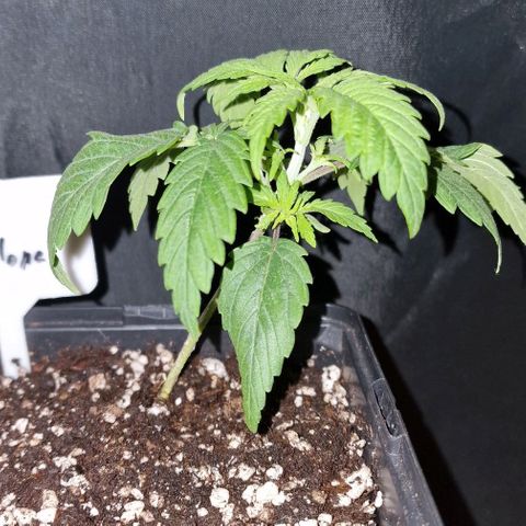 CG - El valle haze growlog timeline photo