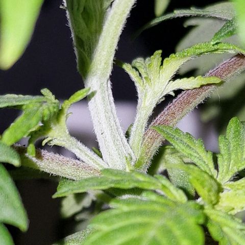 CG - El valle haze growlog timeline photo
