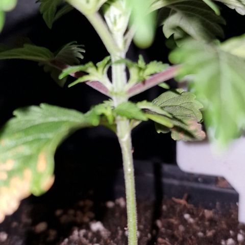 CG - El valle haze growlog timeline photo