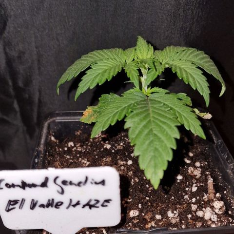 CG - El valle haze growlog timeline photo