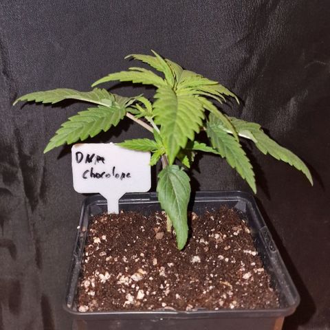 CG - El valle haze growlog timeline photo