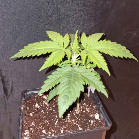 CG - El valle haze growlog timeline photo