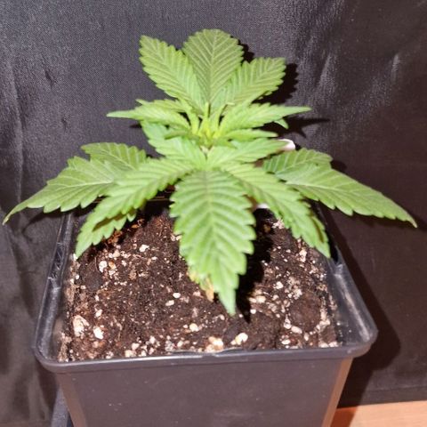 CG - El valle haze growlog timeline photo