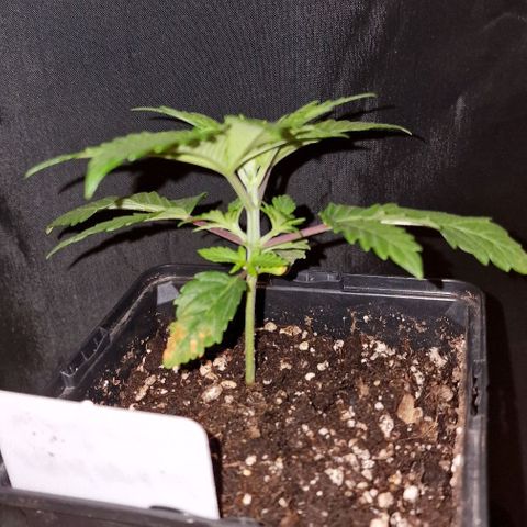 CG - El valle haze growlog timeline photo