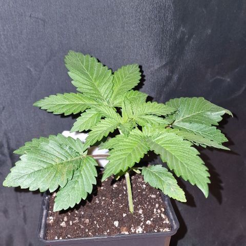 CG - El valle haze growlog timeline photo