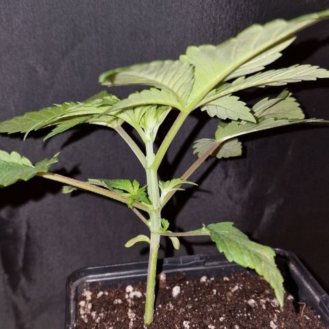 CG - El valle haze growlog timeline photo