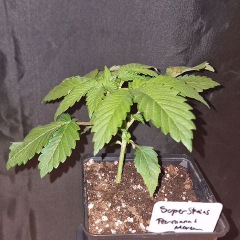 CG - El valle haze growlog timeline photo