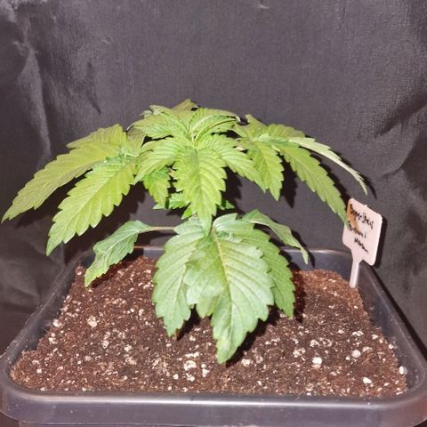 CG - El valle haze growlog timeline photo