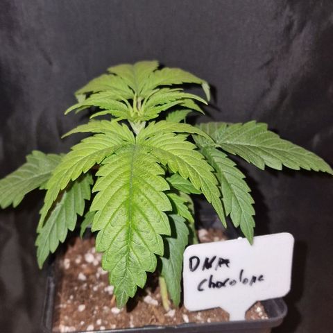 CG - El valle haze growlog timeline photo
