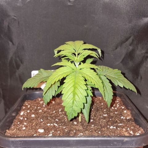CG - El valle haze growlog timeline photo