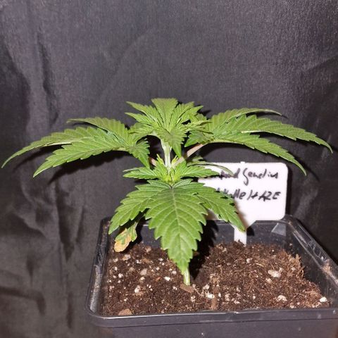 CG - El valle haze growlog timeline photo