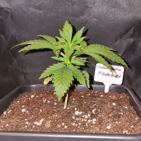 CG - El valle haze growlog timeline photo