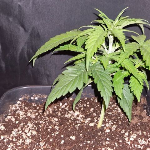 CG - El valle haze growlog timeline photo