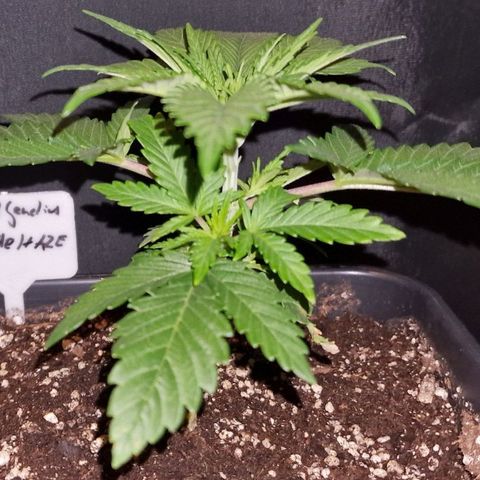 CG - El valle haze growlog timeline photo