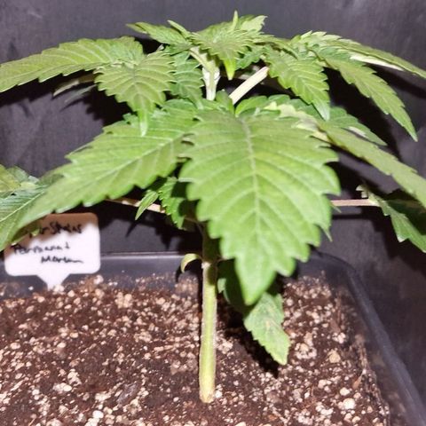 CG - El valle haze growlog timeline photo