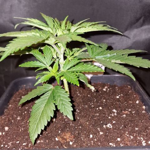 CG - El valle haze growlog timeline photo