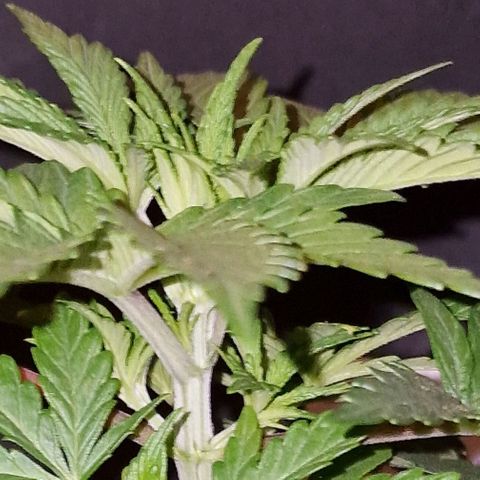 CG - El valle haze growlog timeline photo