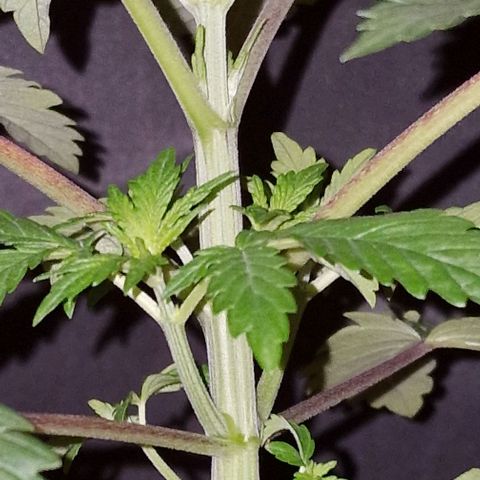 CG - El valle haze growlog timeline photo