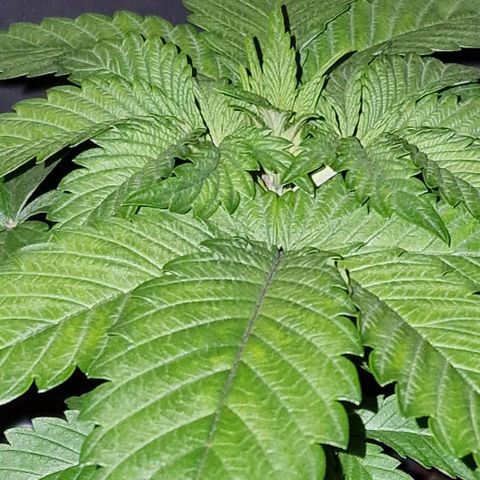 CG - El valle haze growlog timeline photo