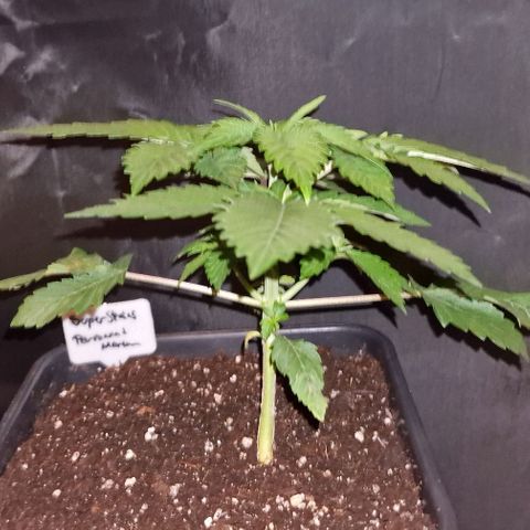 CG - El valle haze growlog timeline photo