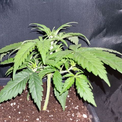 CG - El valle haze growlog timeline photo