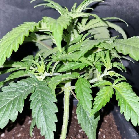 CG - El valle haze growlog timeline photo