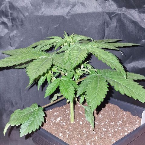 CG - El valle haze growlog timeline photo