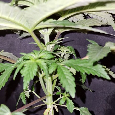 CG - El valle haze growlog timeline photo
