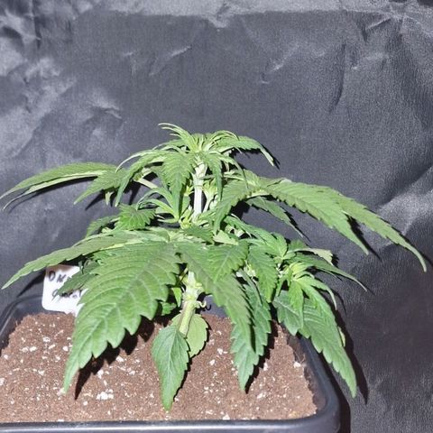 CG - El valle haze growlog timeline photo