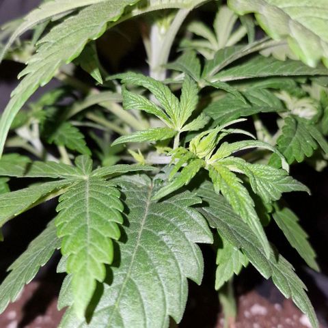 CG - El valle haze growlog timeline photo