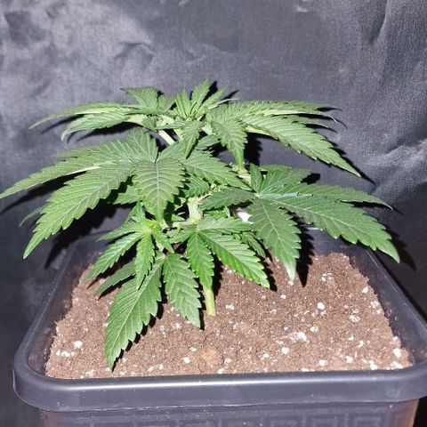 CG - El valle haze growlog timeline photo