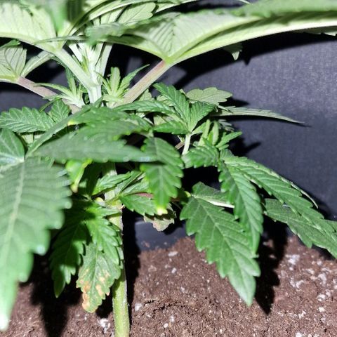 CG - El valle haze growlog timeline photo