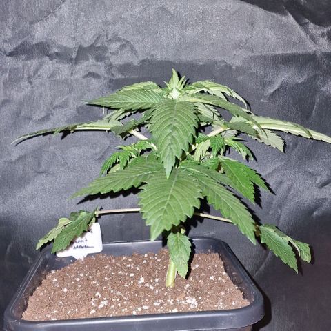 CG - El valle haze growlog timeline photo